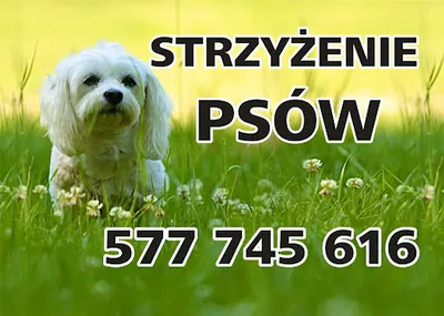 Strzyżenie psów